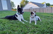 A Trusted Friend Petcare and Grooming - Photo 8 - Car repair in Kansas City, MO, Kansas City