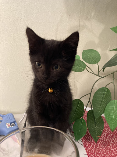 Animal Protection Organization «Butler County Humane Society», reviews and photos