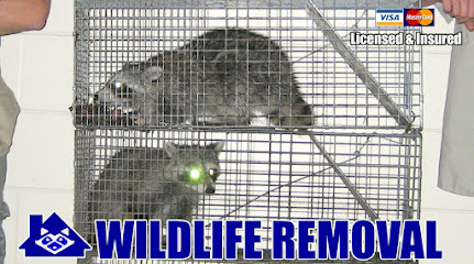 Wildlife Removal New Hampshire