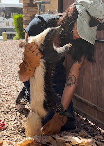 Animal Experts, Inc. - Photo 6 - Car repair in Tucson, AZ, Tucson