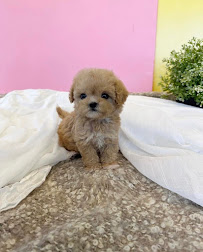 PetSmart - Photo 9 - Car repair in Newton, MA, Boston