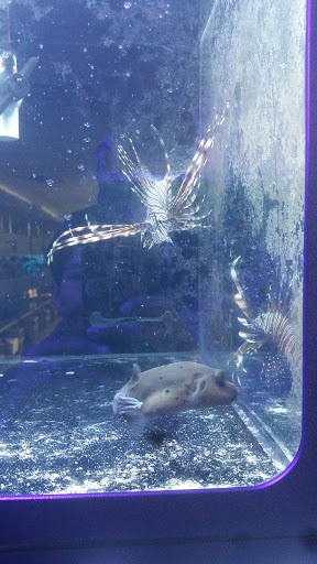 Pet Store «Alamo Aquatic Pets», reviews and photos, 6504 Bandera Rd, San Antonio, TX 78238, USA