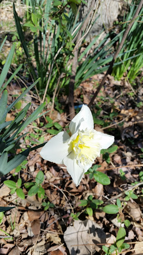 Park «Turner Park», reviews and photos, 600 N Belt Line Rd, Grand Prairie, TX 75050, USA