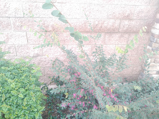 Florist «Secret Garden Florist», reviews and photos, 6076 Lincoln Ave, Cypress, CA 90630, USA