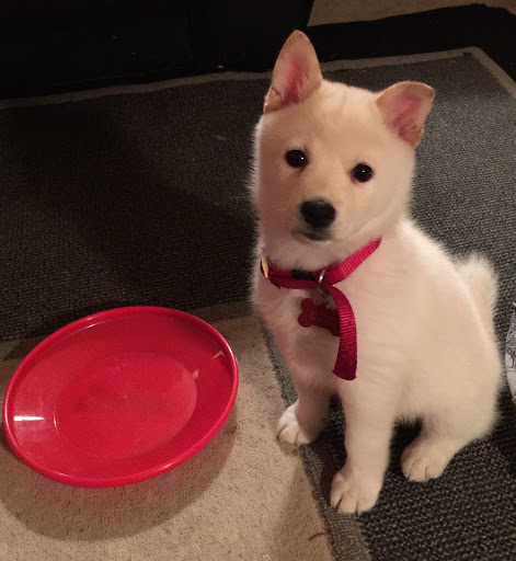 Pet Store «Fairwood Pet Center», reviews and photos, 14201 SE Petrovitsky Rd, Renton, WA 98058, USA