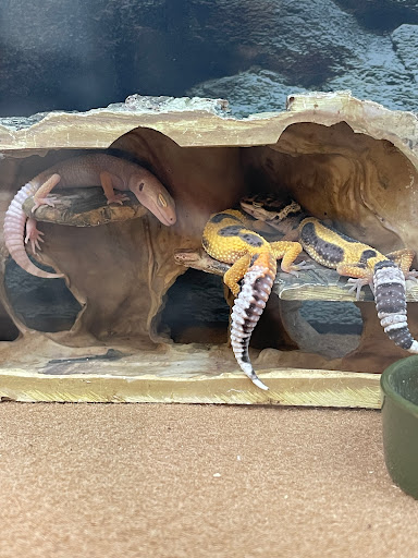 Pet Supply Store «Petco Animal Supplies», reviews and photos, 5994 Montana Ave, El Paso, TX 79925, USA