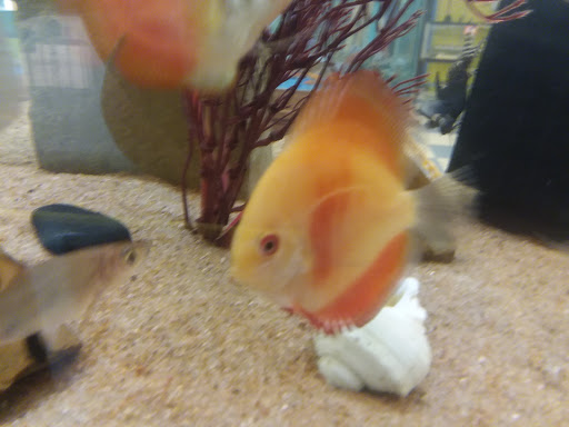 Pet Store «Fish & Pets Ranch», reviews and photos, 10100 Kleckley Dr, Houston, TX 77075, USA