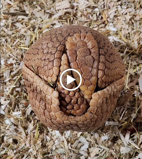 Zoo «Lupa Zoo», reviews and photos, 62 Nash Hill Rd, Ludlow, MA 01056, USA