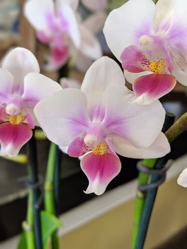 Florist «Brava Vita Flowers & Gifts - Sewell, NJ Florist», reviews and photos, 342A Egg Harbor Rd, Sewell, NJ 08080, USA