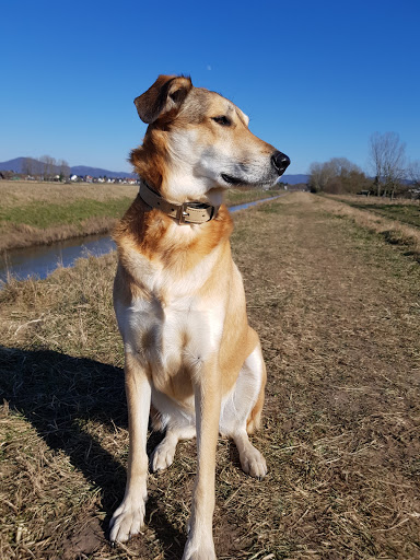 Osteopathische Pferde-und Hundetherapie, Tierkommunikation unter Einhausen, 