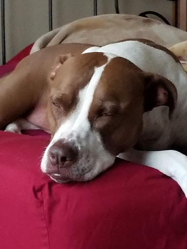 Pet Supply Store «PetSmart», reviews and photos, 3220 W Shaw Ave, Fresno, CA 93711, USA