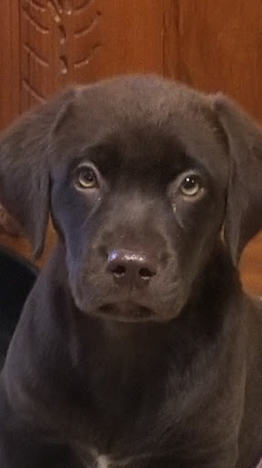 Pet Supply Store «Petsense Middlesboro», reviews and photos, 1875 N 25th St, Middlesboro, KY 40965, USA