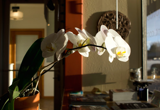 Homeopathic Pharmacy «Kind Pain Management Inc.», reviews and photos, 2636 Youngfield St, Lakewood, CO 80215, USA