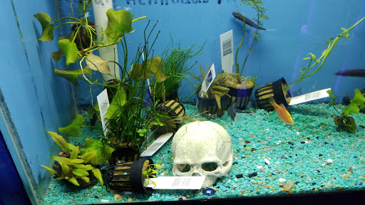 Tropical Fish Store «Aqua Mart Aquariums», reviews and photos, 1620 S Washington Ave, Titusville, FL 32780, USA