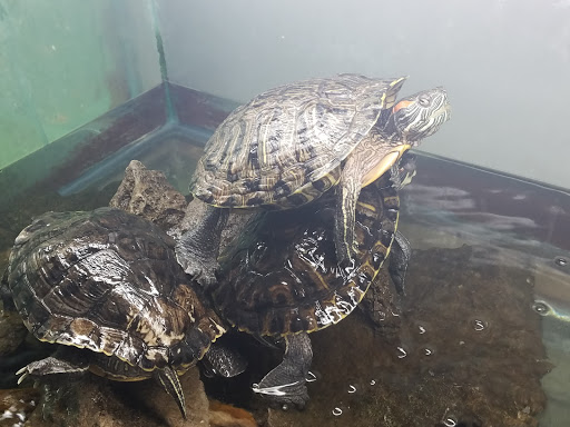 Pet Store «Sierra Fish and Pets», reviews and photos, 601 S Grady Way Suite M, Renton, WA 98057, USA