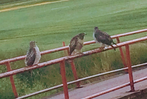 Golf Course «Patty Jewett Municipal Golf Course», reviews and photos, 900 E Espanola St, Colorado Springs, CO 80907, USA