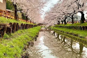 Shingashi Riverbank Cherry Blossoms image