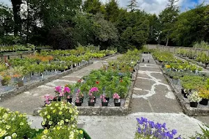 Killan Fawr Garden Centre image