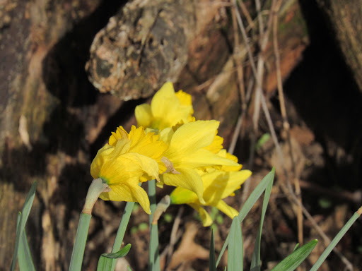 Park «George Rogers Clark Park», reviews and photos, 1024 Thruston Ave, Louisville, KY 40217, USA