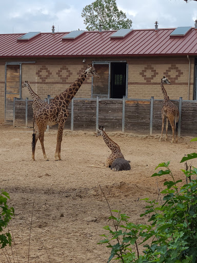 Zoo «Houston Zoo», reviews and photos, 6200 Hermann Park Dr, Houston, TX 77030, USA