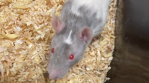 Rodent House Rats For Feeders And Pets