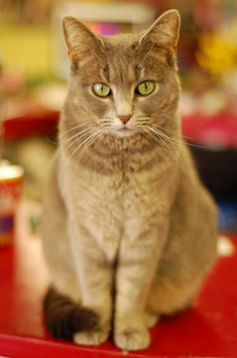 Toy Store «Hopscotch Toys», reviews and photos, 103 SE Baker St, McMinnville, OR 97128, USA