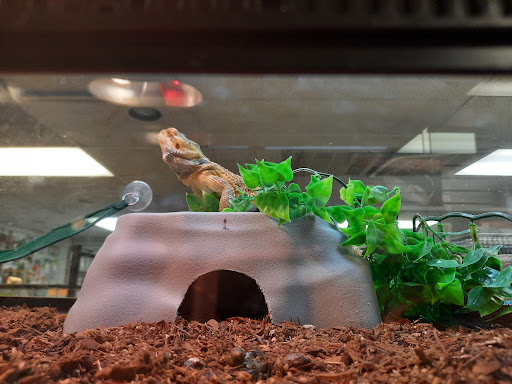 Pet Store «Pet Zone», reviews and photos, 8925 Jewella Ave #4, Shreveport, LA 71118, USA