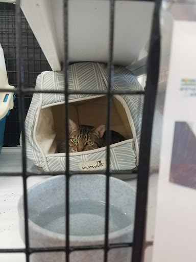 Pet Store «Pet Supermarket, Inc.», reviews and photos, 2446 N University Dr, Coral Springs, FL 33065, USA