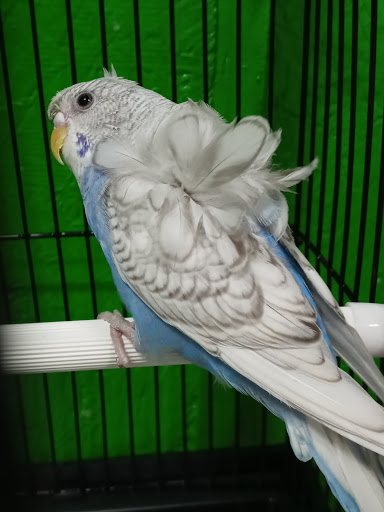 Pet Store «Inez Pet Shop», reviews and photos, 3825 Whittier Blvd, Los Angeles, CA 90023, USA