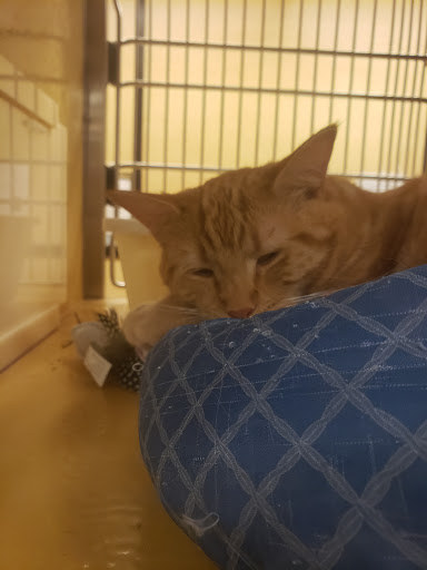 Pet Supply Store «PetSmart», reviews and photos, 28533 Marlboro Ave, Easton, MD 21601, USA