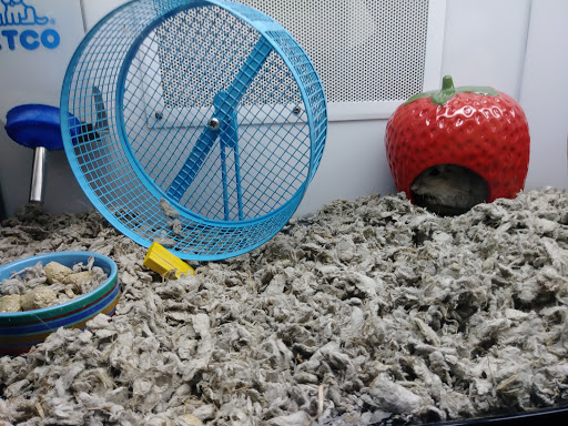 Pet Supply Store «Petco Animal Supplies», reviews and photos, 1201 E Washington Ave, Union Gap, WA 98903, USA