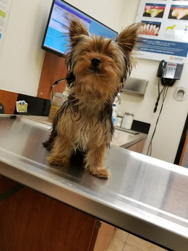 Pet Supply Store «PetSmart», reviews and photos, 2784 Wilma Rudolph Blvd, Clarksville, TN 37040, USA