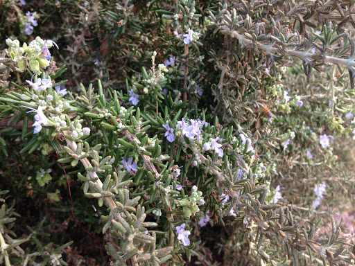 Recreation Center «Smoke Ranch Recreation Center», reviews and photos, 2750 Chandler Mews Dr, Las Vegas, NV 89108, USA