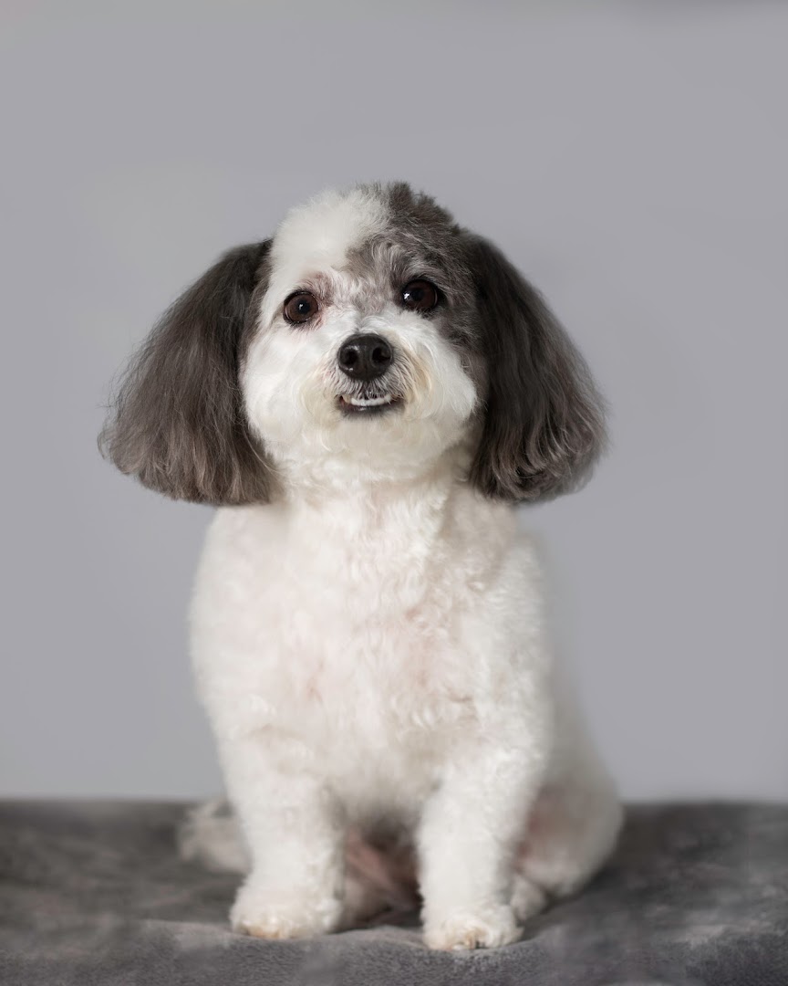 Murdock and Roo Dog Grooming & Pawtrait Photography