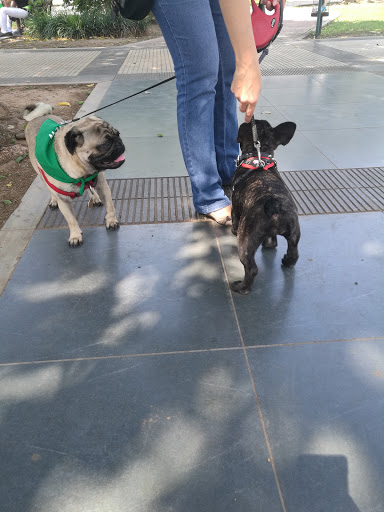 Adiestramiento canino Santa Cruz