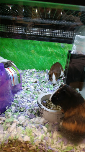 Pet Store «PetSmart», reviews and photos, 2891 Ygnacio Valley Rd, Walnut Creek, CA 94598, USA