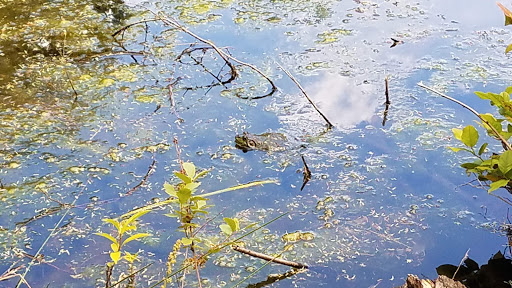 Nature Preserve «Redmond Watershed Preserve», reviews and photos, 21760 NE Novelty Hill Rd, Redmond, WA 98053, USA