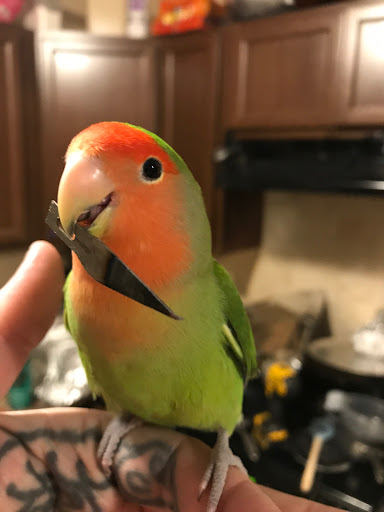 Pet Store «Adventure Birds of Bon Aqua», reviews and photos, 9600 TN-46, Bon Aqua, TN 37025, USA