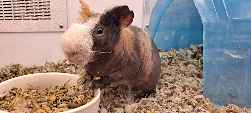 Pet Supply Store «Petco Animal Supplies», reviews and photos, 420 El Cerrito Plaza, El Cerrito, CA 94530, USA