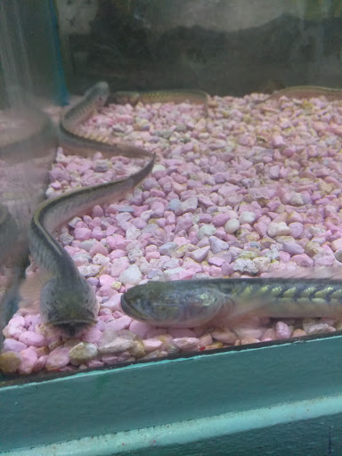 Pet Supply Store «D & D Pet Center», reviews and photos, 8813 Michigan Ave, Detroit, MI 48210, USA