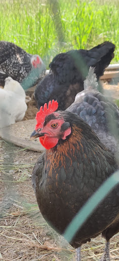 Cider Mill «Virtue Cider», reviews and photos, 2170 62nd St, Fennville, MI 49408, USA