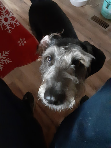 Park «Northeast Park and Paw Place», reviews and photos, 4630 E Bay Dr, Clearwater, FL 33764, USA