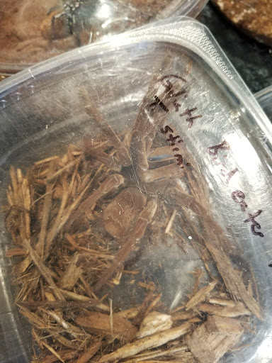 Reptile Store «Cleveland Reptile Show», reviews and photos, 17250 Hummel Rd, Brook Park, OH 44142, USA