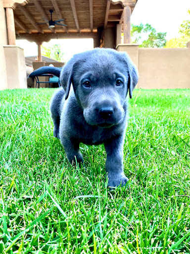 Silver Mesa Labradors