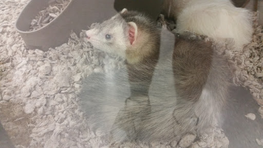 Pet Supply Store «Petco Animal Supplies», reviews and photos, 200 Edwards Blvd b, Lake Geneva, WI 53147, USA