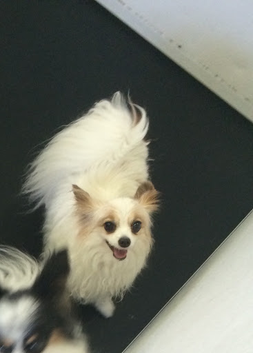 Veterinarian «PetCoral Resort and Veterinary», reviews and photos, 924 Del Prado Blvd, Cape Coral, FL 33990, USA