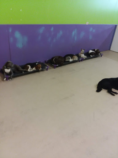 Pet Supply Store «Four Legs Pets Gilberts», reviews and photos, 133 E Higgins Rd, Gilberts, IL 60136, USA