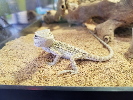 Pet Store «Tye-Dyed Iguana - Reptiles», reviews and photos, 1905 W U.S. 50, Fairview Heights, IL 62208, USA