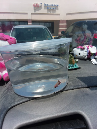 Shopping Mall «Green Mountain Shopping Plaza Shopping Center», reviews and photos, 241 S Main St, Rutland, VT 05701, USA