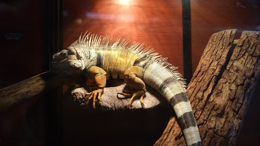 Park «Phillips Park», reviews and photos, 901 Ray Moses Dr, Aurora, IL 60505, USA